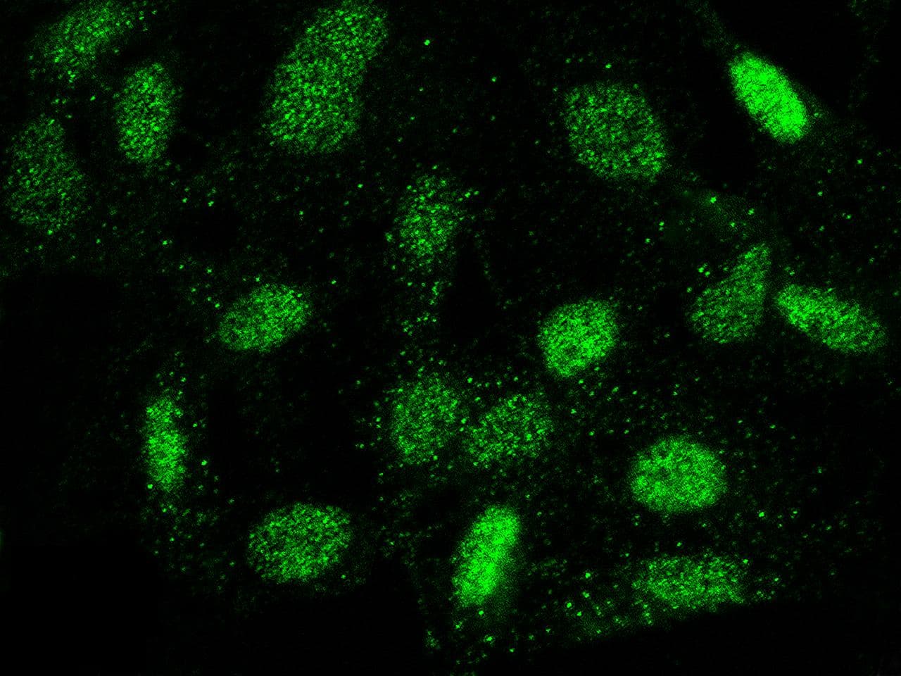 OLIG2 Antibody (Preservative Free)