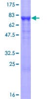 Human IGSF21 Protein (Recombinant GST)