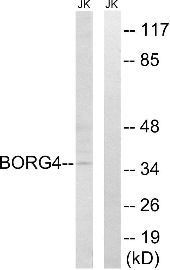 CDC42EP4 / BORG4 Antibody