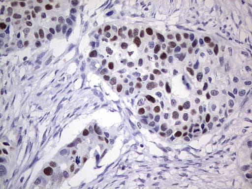 PCNA Antibody (clone OTI1A5)