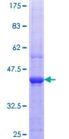 Human SF3B130 / SF3B3 Protein (Recombinant GST, N-terminus)