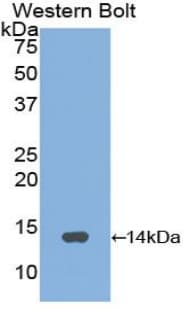 GNRH Antibody (aa24-92)