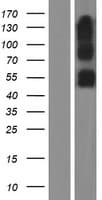 SERINC2 Protein (Over-Expression Lysate Myc-DDK (Flag))