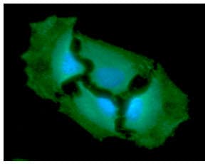 GPI Antibody (clone AT22G2)