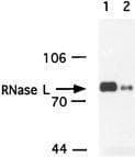 RNASEL / RNase L Antibody (clone 2E9, Biotin)