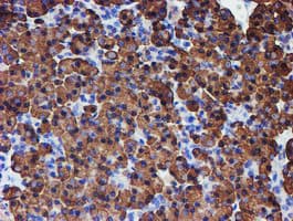 PDIA4 / ERP72 Antibody (clone OTI2A11)