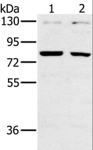 CD44 Antibody