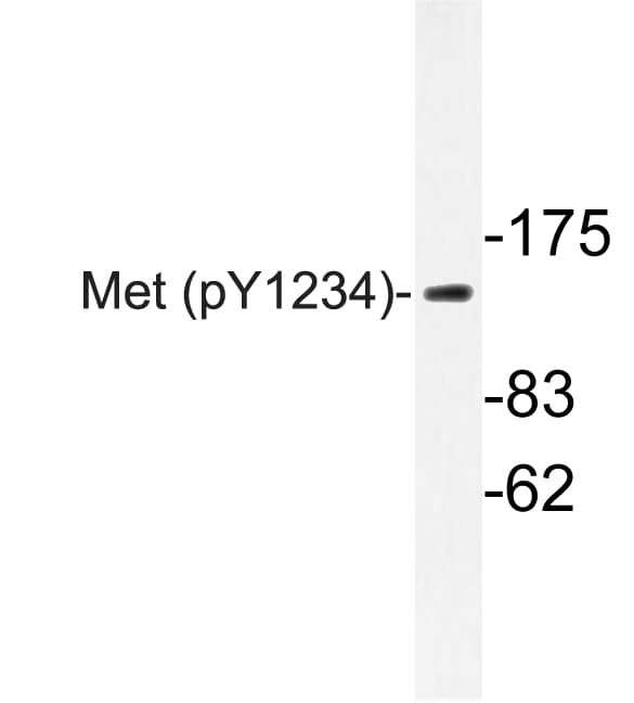 c-Met Antibody (phospho-Tyr1234)