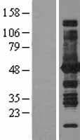 ASS1 / ASS Protein (Over-Expression Lysate Myc-DDK (Flag))