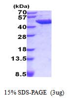 Mouse ACY1 / Aminoacylase 1 Protein (Recombinant His)