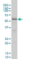 CREB5 Antibody (clone 8A5)