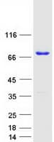 Human PWWP2B Protein (Recombinant Myc-DDK (Flag))
