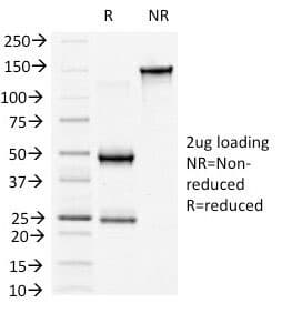 CTNNB1 / Beta Catenin Antibody (clone 6F9, Azide-free, BSA-free)