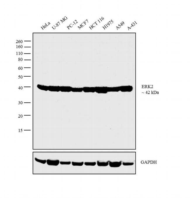 ERK1 + ERK2 Antibody (clone 3F8B3)