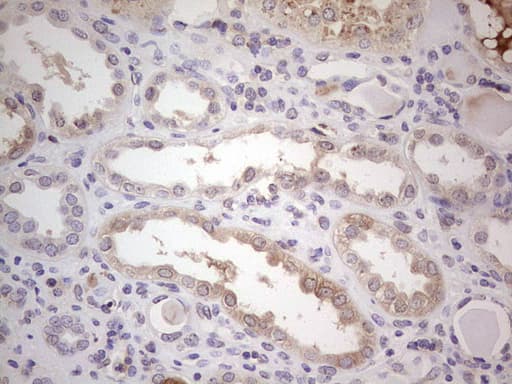 CFI / Complement Factor I Antibody (aa340-583, clone OTI7C9, Carrier-free)