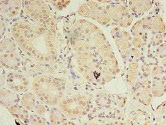 ASB8 Antibody