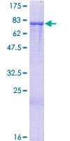 Human PRDM14 Protein (Recombinant GST)