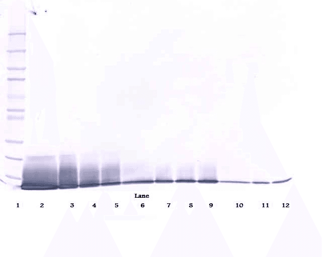 IL13 Antibody