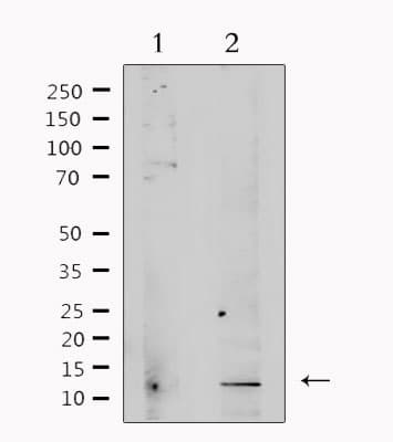 TGFB3 / TGF Beta3 Antibody