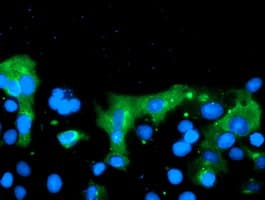 TMEM230 Antibody (clone OTI2C8)