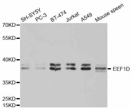 EEF1D Antibody
