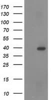 RASSF1 / RASSF1A Antibody (clone OTI9A5, Carrier-free)