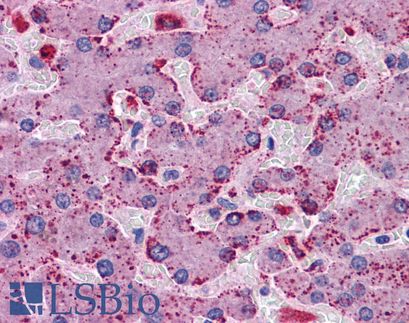 IHC-plus™ PRODH Antibody (aa84-98)