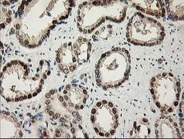 ALS2CR1 / NIF3L1 Antibody (clone OTI3E1)