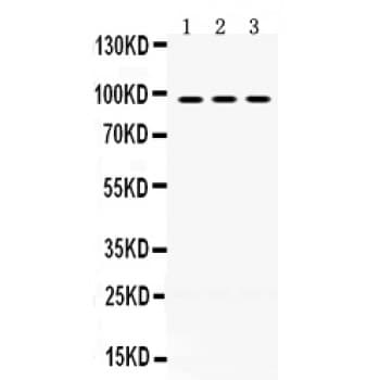 OPA1 Antibody (aa919-955)