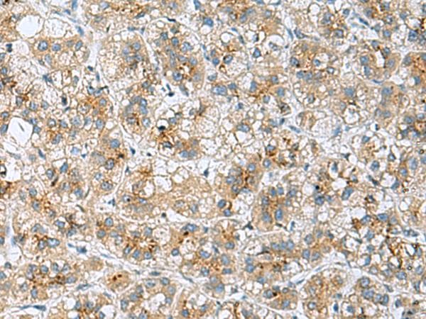 TMED10 / TMP21 Antibody