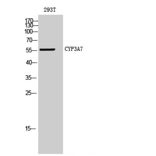 CYP3A7 Antibody (200-280 aa, Internal)