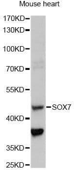 SOX7 Antibody