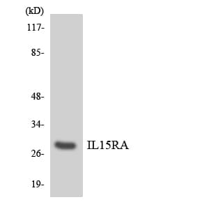 IL15RA Antibody (aa80-129)