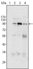 Monoclonal Mouse anti-Human SND1 Antibody (clone 2D7, Amino Acid: 361-485, WB)