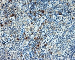 Monoclonal Mouse anti-Human BAP / SIL1 Antibody (clone OTI3B11, IHC, IF, WB)