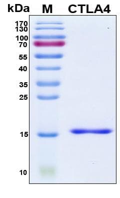 Human CTLA4 / CD152 Protein (Recombinant His, N-Terminal)
