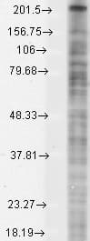 SCN10A / Nav1.8 Antibody (aa1724-1956, clone S134-12, PerCP)