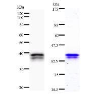 CHD6 Antibody (clone 2174C2a)