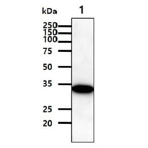 IHC-plus™ Monoclonal Mouse anti-Human C/EBP Beta / CEBPB Antibody (clone 47A1, IHC, IF, WB)