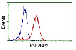 IGF2BP2 Antibody (clone OTI3G7)