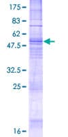 Human TACR1 / NK1R Protein (Recombinant GST)