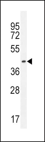 Polyclonal Rabbit Anti-IGHG1 / IgG Secondary Antibody (WB)