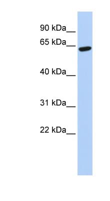 ZNF133 Antibody (aa180-229)