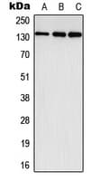EPHA3 / EPH Receptor A3 Antibody (C-Terminus)