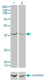 ASNA1 Antibody (clone 2H3)