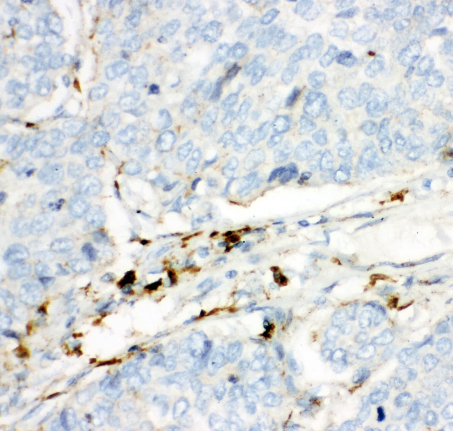 HEXB Antibody (aa381-556)