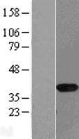 NAPG Protein (Over-Expression Lysate Myc-DDK (Flag))