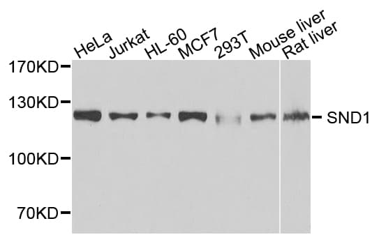 SND1 Antibody