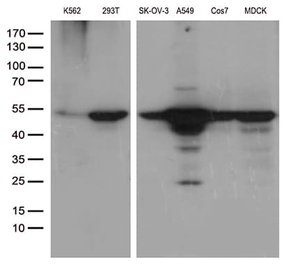 DDX39B / UAP56 Antibody (aa319-428, clone OTI2F11)