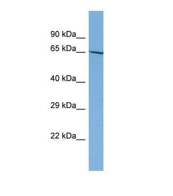 NOBOX Antibody (N-Terminus)